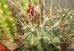 Glandulicactus