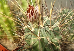 Glandulicactus uncinatus1 Tit FG 