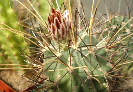 Glandulicactus uncinatus1 Tit FG 