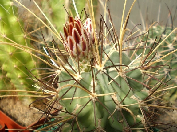 Glandulicactus uncinatus1 Tit FG 