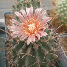 Glandulicactus uncinatus Tit