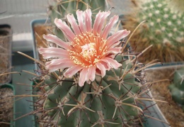 Glandulicactus uncinatus Tit