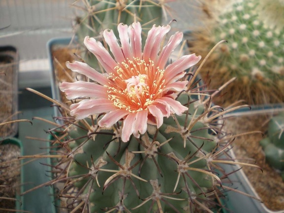 Glandulicactus uncinatus Tit