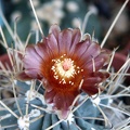 Glandulicactus uncinatus v  wrightii