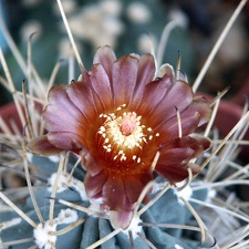 Glandulicactus uncinatus v  wrightii