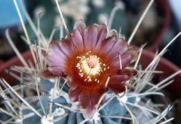 Glandulicactus uncinatus v  wrightii