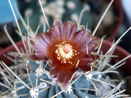 Glandulicactus uncinatus v  wrightii