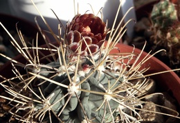 Glandulicactus uncinatus v  wrightii 1