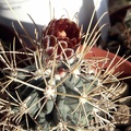 Glandulicactus uncinatus v wrightii 1 (2638 відвідувань) Glandulicactus uncinatus v wrightii 1