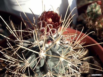 Glandulicactus uncinatus v  wrightii 1