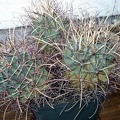 Glandulicactus uncinatus v wrightii Burzak FG