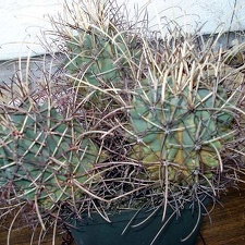 Glandulicactus uncinatus v wrightii Burzak FG