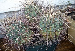 Glandulicactus uncinatus v wrightii Burzak FG