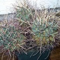 Glandulicactus uncinatus v wrightii Burzak FG
