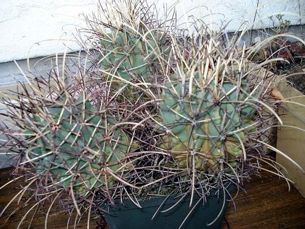 Glandulicactus uncinatus v wrightii Burzak FG