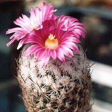 Gymnocactus (Turbinicarpus) beguinii