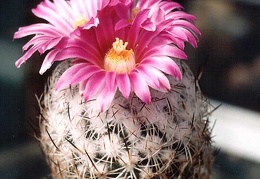 Gymnocactus (Turbinicarpus) beguinii