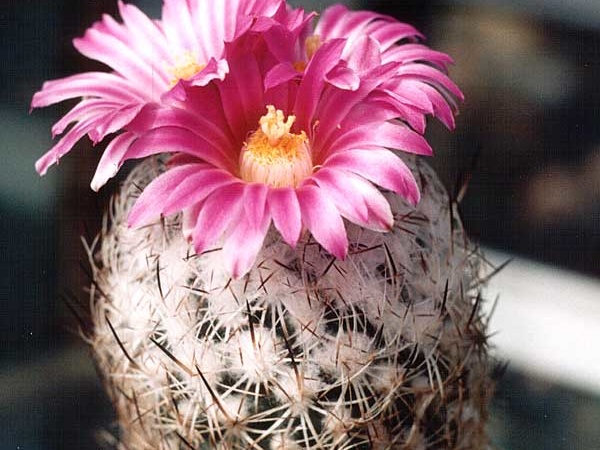 Gymnocactus (Turbinicarpus) beguinii