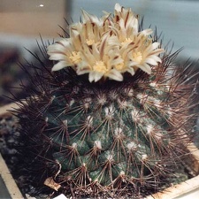 Gymnocactus (Escobaria) aguerrianus