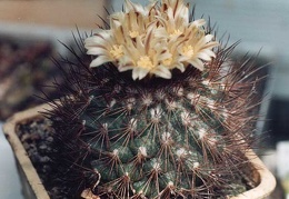 Gymnocactus (Escobaria) aguerrianus