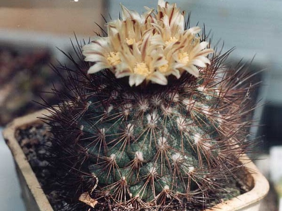 Gymnocactus (Escobaria) aguerrianus