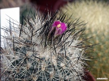 Gymnocactus beguinii v  senilis