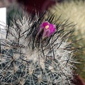 Gymnocactus beguinii v  senilis