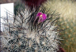 Gymnocactus beguinii v  senilis