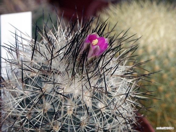 Gymnocactus beguinii v  senilis