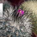 Gymnocactus_beguinii_v__senilis.jpg
