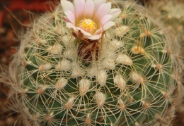 Gymnocactus knuthianus