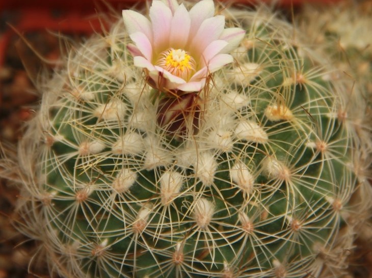 Gymnocactus knuthianus