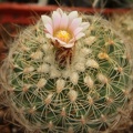 Gymnocactus knuthianus