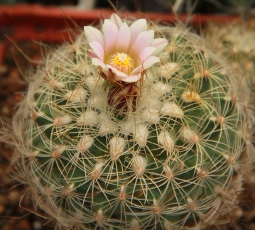 Gymnocactus knuthianus