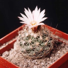 Gymnocactus (Turbinicarpus) lausseri