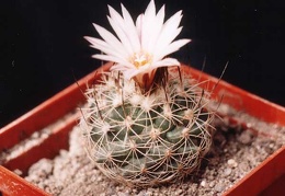 Gymnocactus (Turbinicarpus) lausseri