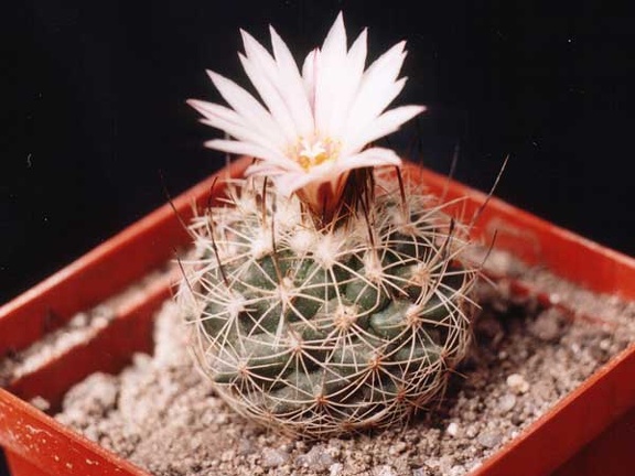 Gymnocactus (Turbinicarpus) lausseri