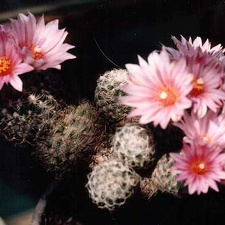 Gymnocactus (Turbinicarpus) sp.