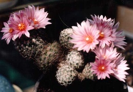 Gymnocactus (Turbinicarpus) sp.