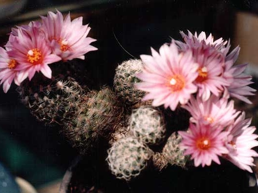 Gymnocactus (Turbinicarpus) sp.