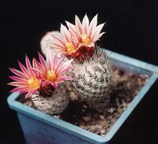 Gymnocactus subterraneus  (Turbinicarpus) v. zaragosae
