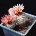 Gymnocactus subterraneus  (Turbinicarpus) v. zaragosae