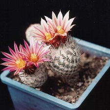 Gymnocactus subterraneus  (Turbinicarpus) v. zaragosae