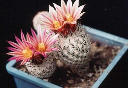 Gymnocactus subterraneus  (Turbinicarpus) v. zaragosae