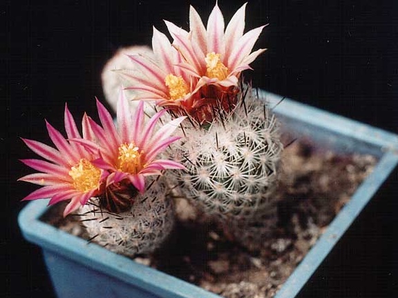 Gymnocactus subterraneus  (Turbinicarpus) v. zaragosae