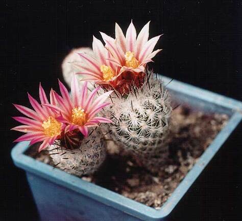 Gymnocactus subterraneus  (Turbinicarpus) v. zaragosae