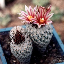 Gymnocactus (Turbinicarpus) subterraneus v. zaragosae