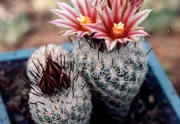 Gymnocactus (Turbinicarpus) subterraneus v. zaragosae