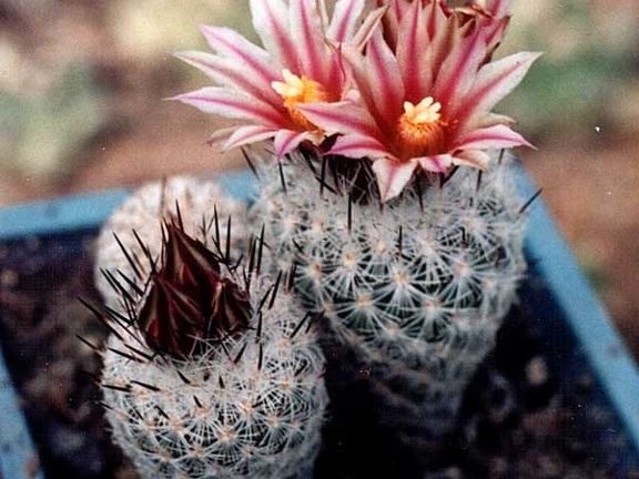 Gymnocactus (Turbinicarpus) subterraneus v. zaragosae