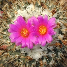 Gymnocactus viereckii L1159